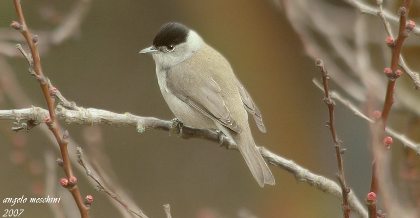 Capinera, Sylvia atricapilla. dieta nella stagione di mezzo.